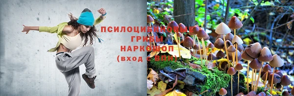 ПСИЛОЦИБИНОВЫЕ ГРИБЫ Гусиноозёрск